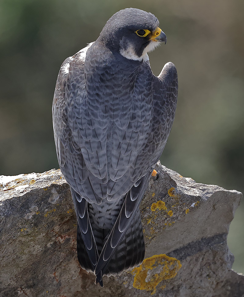 peregrine